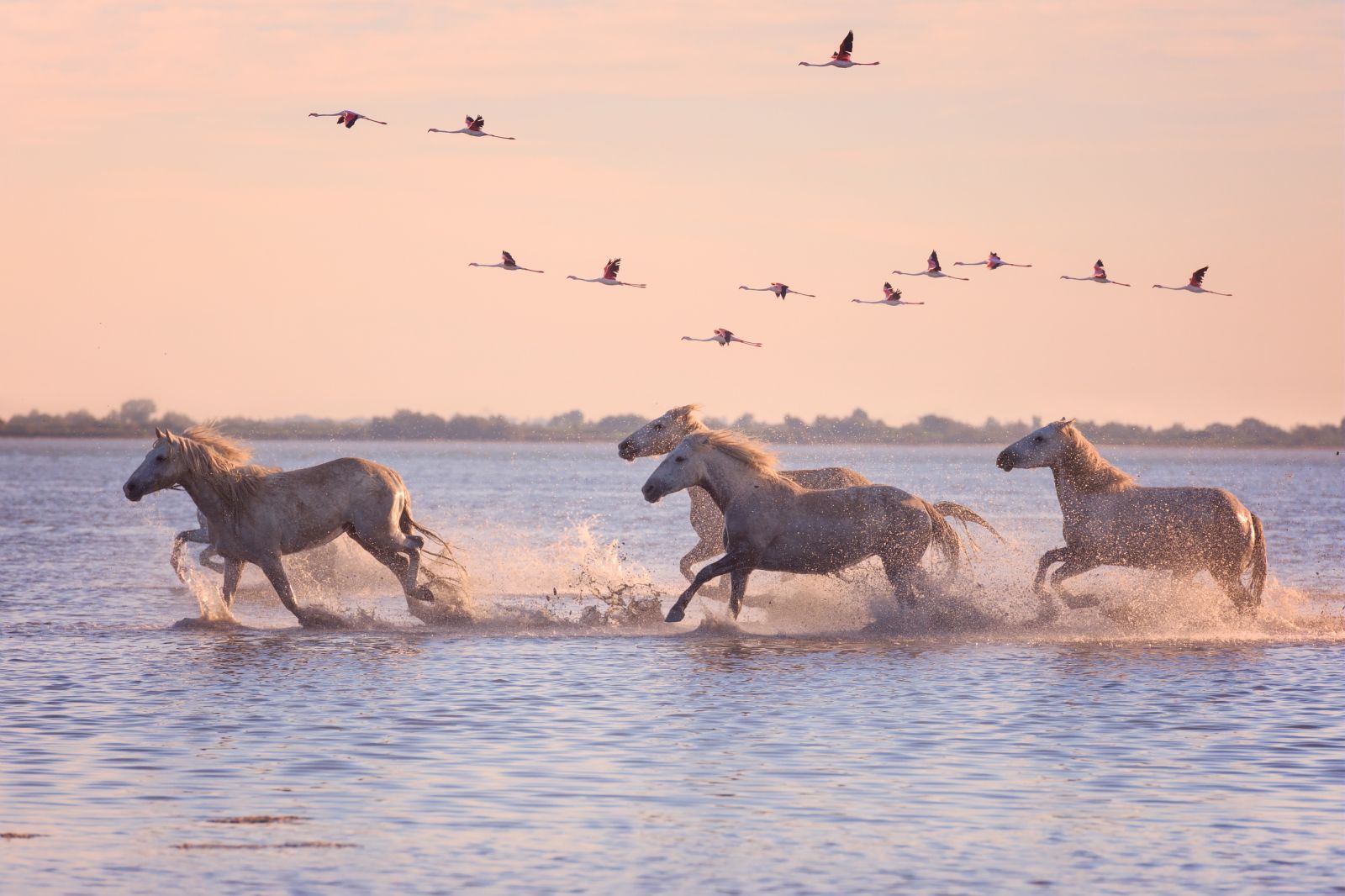 Chevaux blancs et flamants roses en Camargue